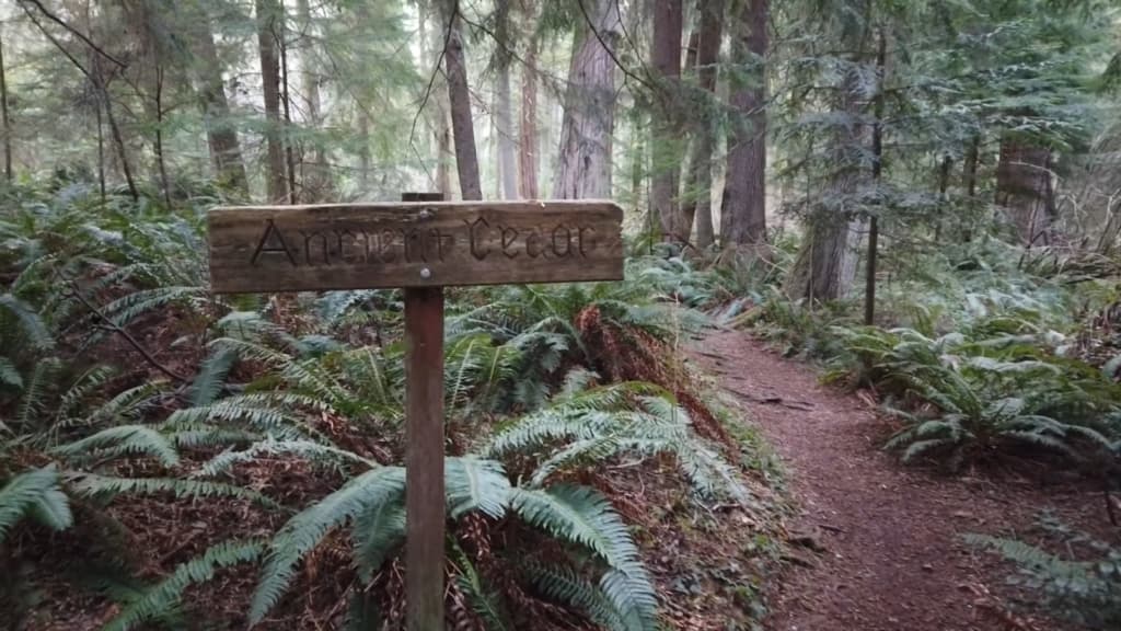 Exploring the Unspoiled Wonders of South Whidbey State Park