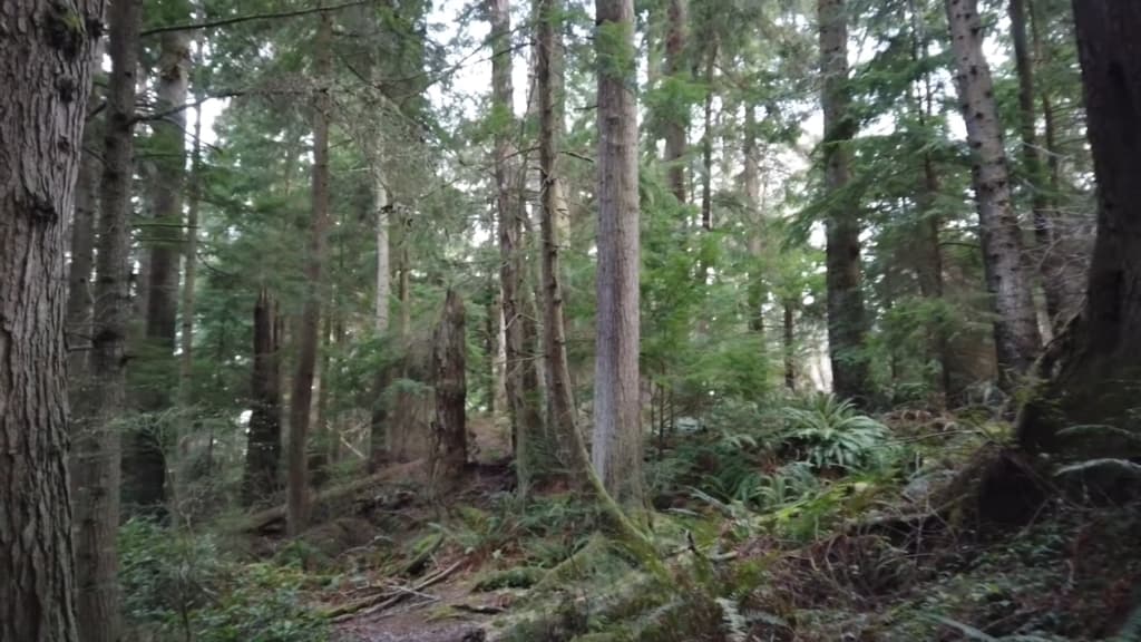 Dense forest with tall trees and lush undergrowth in South Whidbey State Park