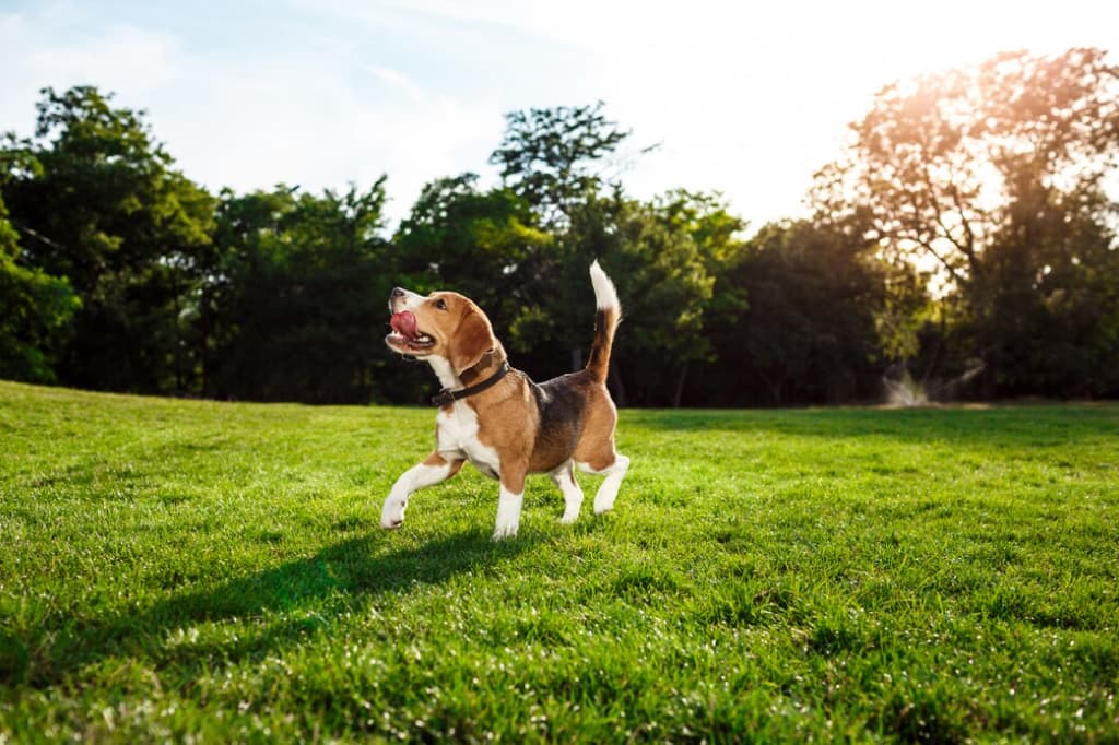 Your Ultimate Guide to Whidbey Island Dog Park