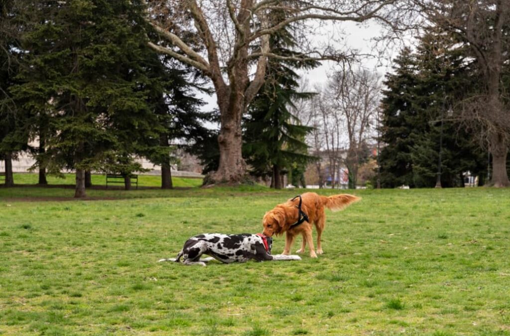 A golden retriever meeting a Dalmatian in a park